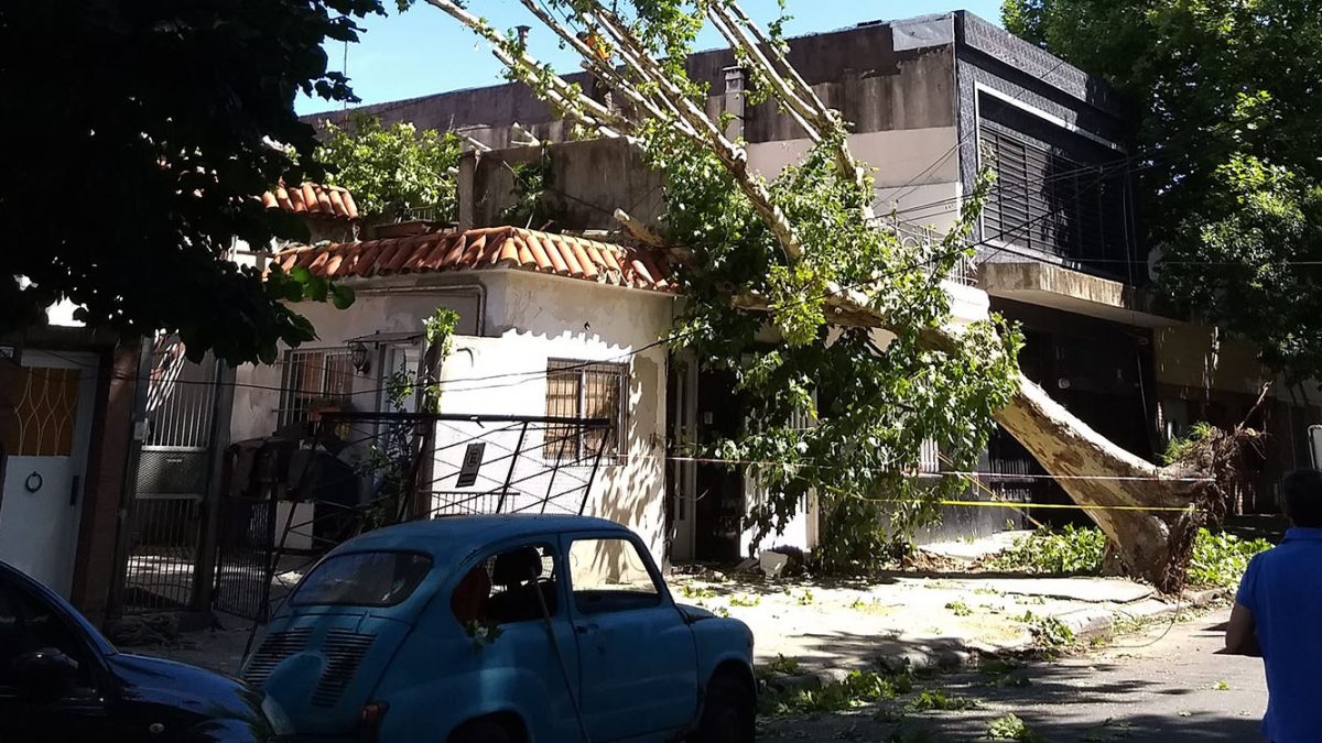 arbol caido_1500x750