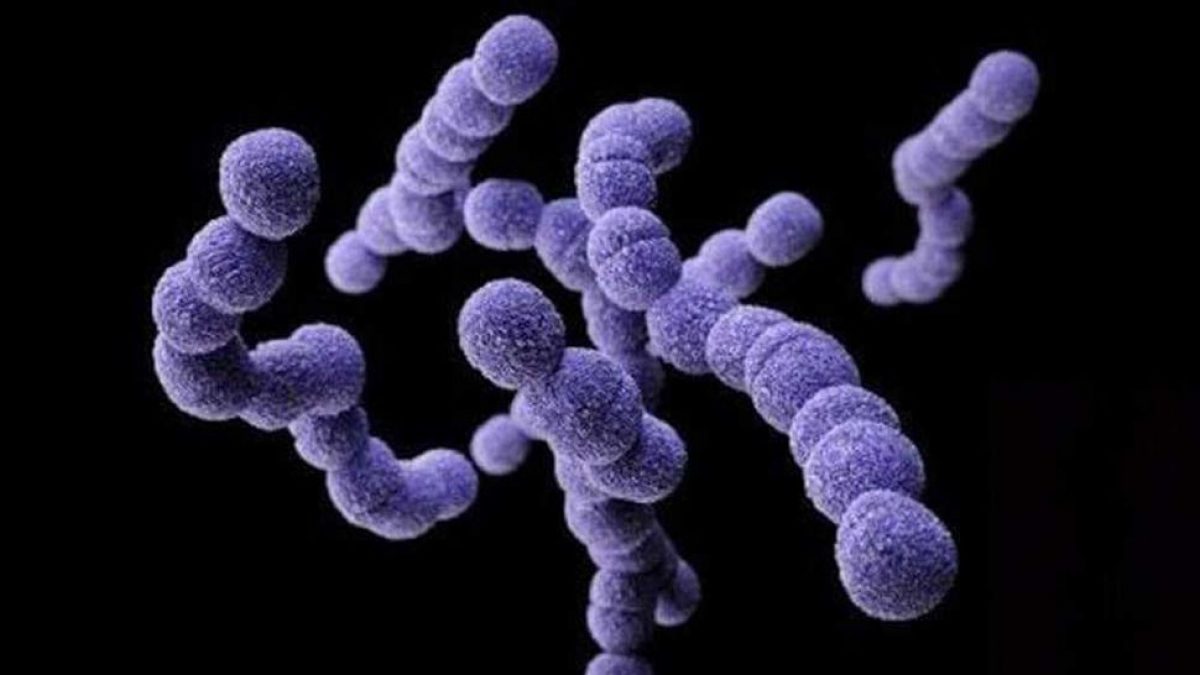 bacteria-Streptococcus-pyogenes