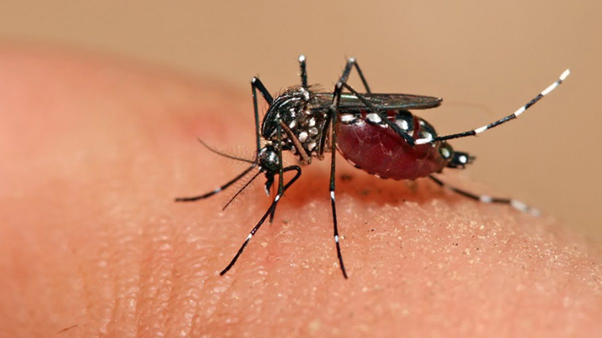 dengue2_900x4001