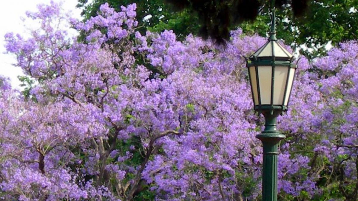 jacaranda-buenos-aires-4