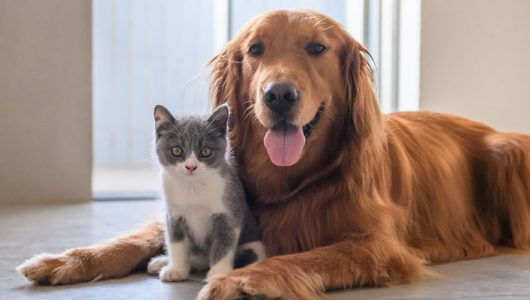 mascotas